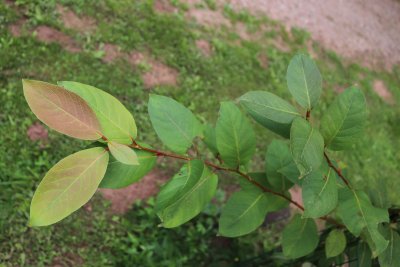 Populus koreana - topol korejský - olistění